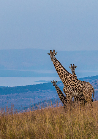 Akagera-National-Park Rwanda Safaris, Rwanda Safaris