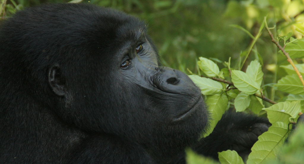 Bwindi Gorilla Trek, 5 Days Rwanda Uganda Wildlife Safari