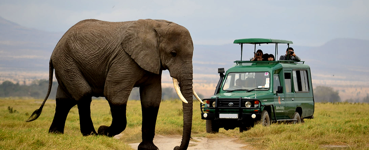 Day Tours in Akagera National Park, Guided Safaris