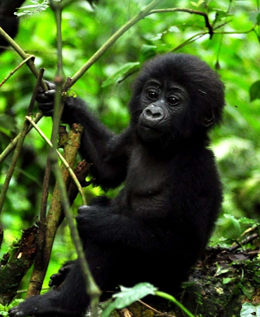 3 Day Gorillas and Golden Monkeys Rwanda Tour