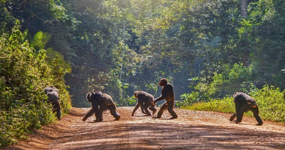 Chimpanzee Trekking In Nyungwe National Park. Nyungwe National Park chimpanzee tours. Rwanda chimpanzee trekking. Nyungwe National Park activities. Chimpanzee trekking permits Rwanda.