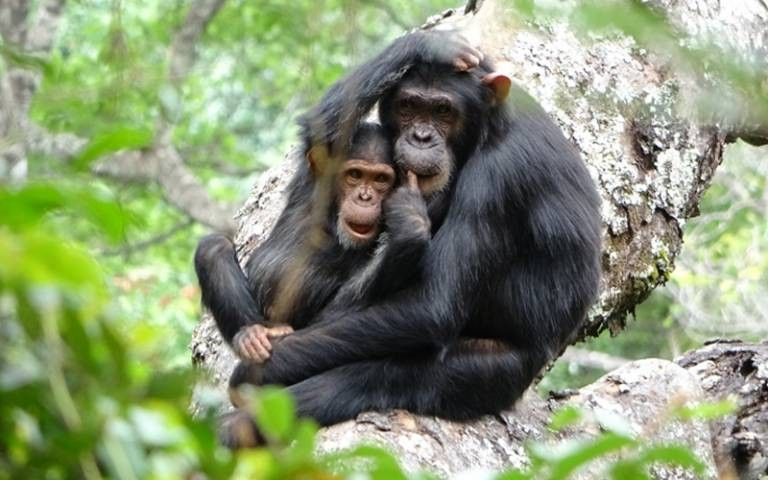 Chimpanzee Trekking In Nyungwe National Park. Nyungwe National Park chimpanzee tours. Rwanda chimpanzee trekking. Nyungwe National Park activities. Chimpanzee trekking permits Rwanda.