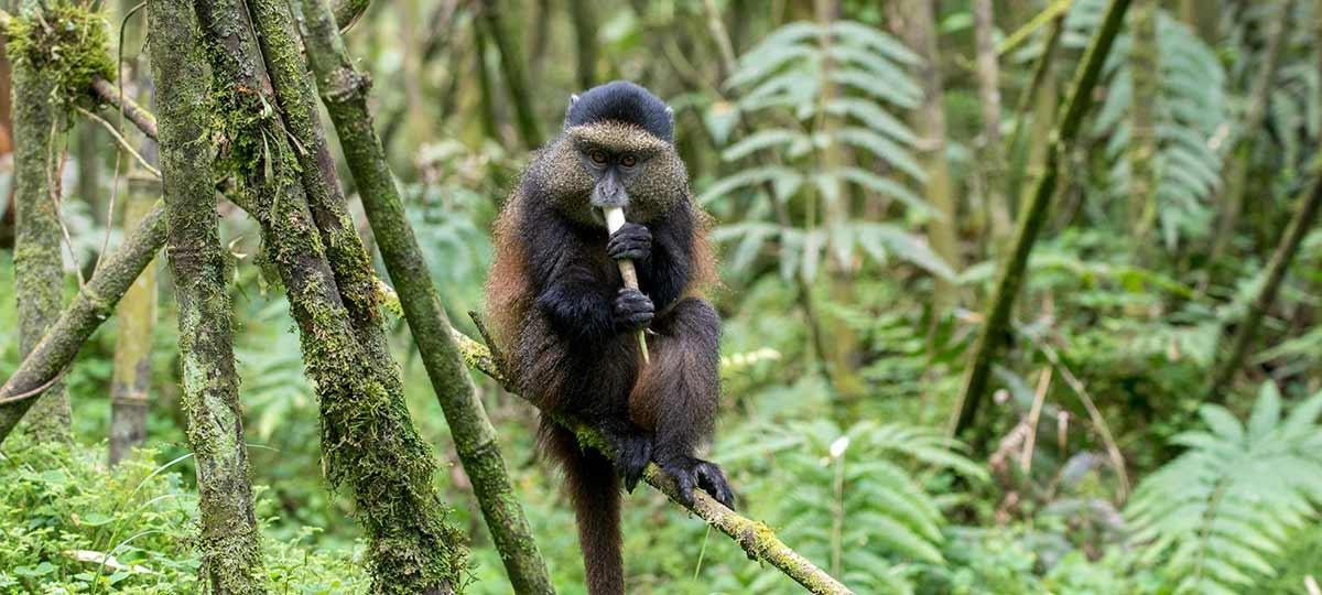 Golden-Monkey Habitat in Volcanoes National Park. golden monkeys Rwanda. Volcanoes National Park wildlife. Rwanda primate trekking. Golden monkeys trekking Rwanda. Rwanda national parks.