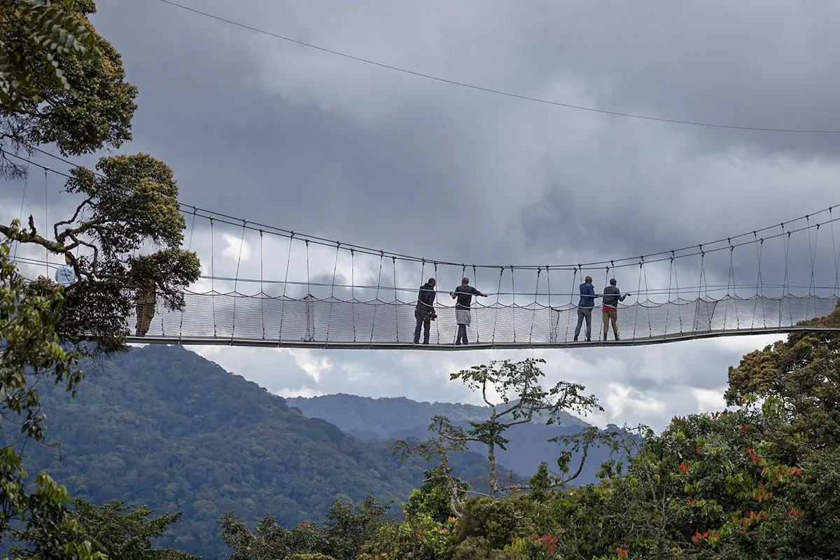 Canopy Walk In Nyungwe National Park. Nyungwe Forest canopy walk. Rwanda adventure tourism. Nyungwe National Park activities. Best time for Nyungwe canopy walk