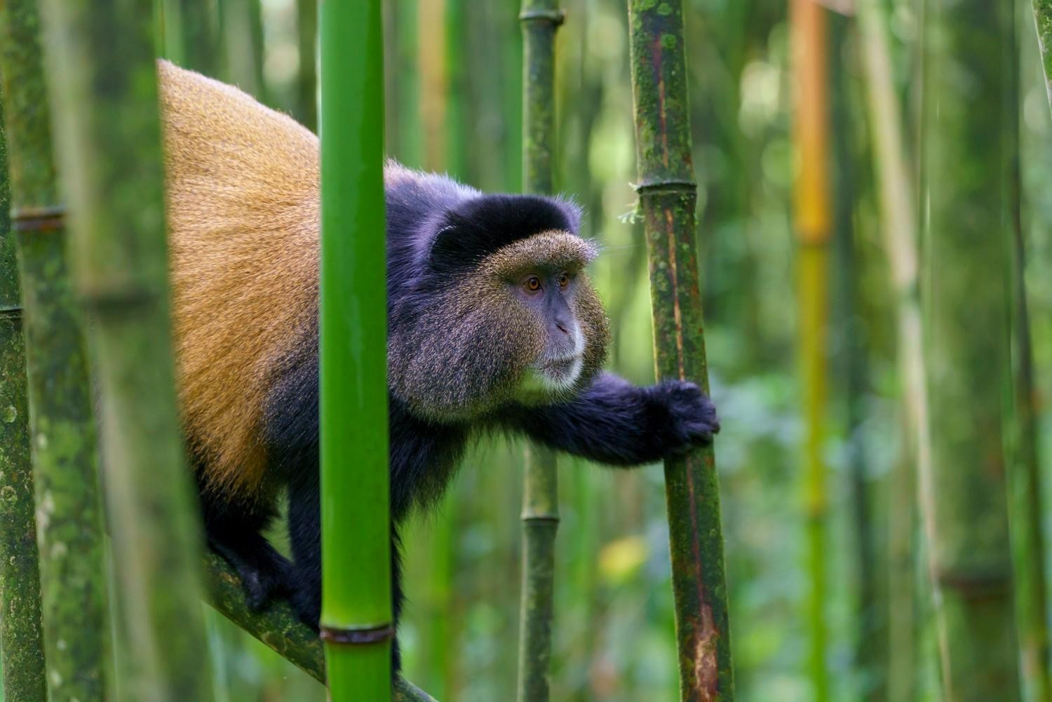 Golden-Monkey Habitat in Volcanoes National Park. golden monkeys Rwanda. Volcanoes National Park wildlife. Rwanda primate trekking. Golden monkeys trekking Rwanda. Rwanda national parks.