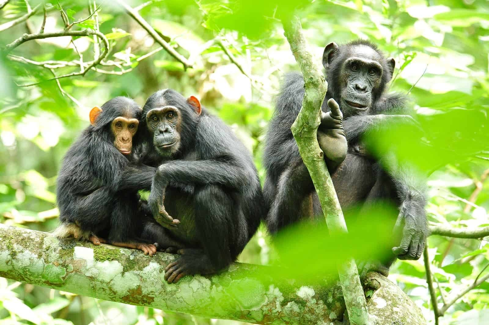 Chimpanzee Trekking In Nyungwe National Park. Nyungwe National Park chimpanzee tours. Rwanda chimpanzee trekking. Nyungwe National Park activities. Chimpanzee trekking permits Rwanda.