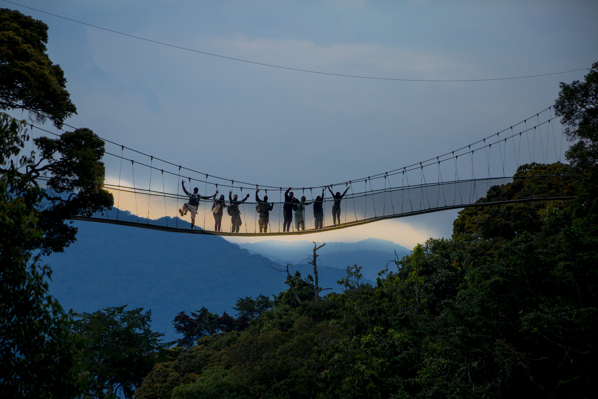 Canopy Walk In Nyungwe National Park. Nyungwe Forest canopy walk. Rwanda adventure tourism. Nyungwe National Park activities. Best time for Nyungwe canopy walk