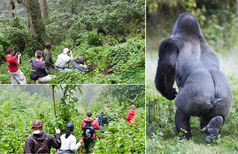 Gorilla Trekking, Mountain Gorilla Trekking Rwanda, Rwanda Gorilla Permits, Volcanoes National Park Gorillas, Rwanda Wildlife Tours