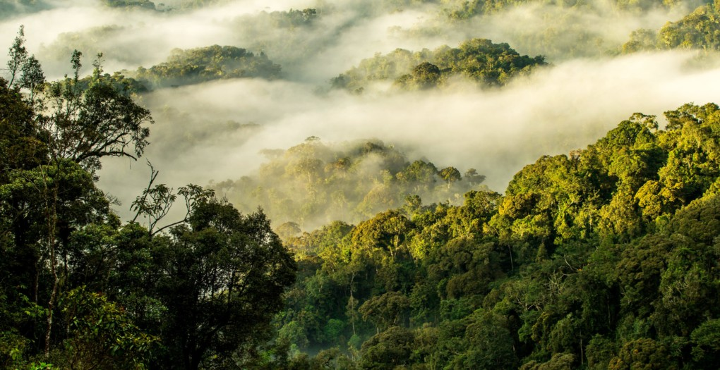 Canopy Walk In Nyungwe National Park. Nyungwe Forest canopy walk. Rwanda adventure tourism. Nyungwe National Park activities. Best time for Nyungwe canopy walk