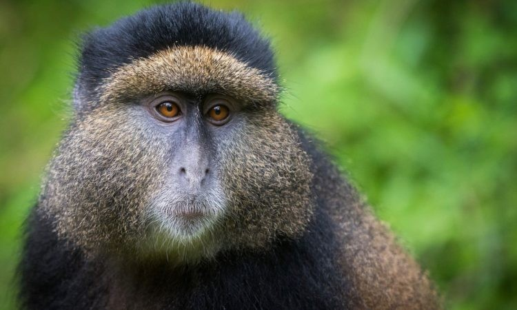 Golden-Monkey Habitat in Volcanoes National Park. golden monkeys Rwanda. Volcanoes National Park wildlife. Rwanda primate trekking. Golden monkeys trekking Rwanda. Rwanda national parks.