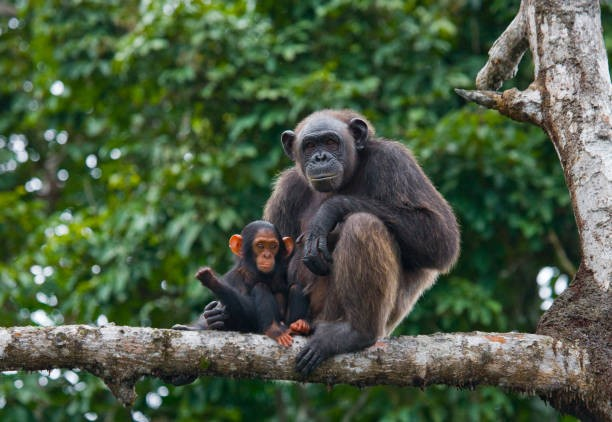 Chimpanzee Trekking In Nyungwe National Park. Nyungwe National Park chimpanzee tours. Rwanda chimpanzee trekking. Nyungwe National Park activities. Chimpanzee trekking permits Rwanda.