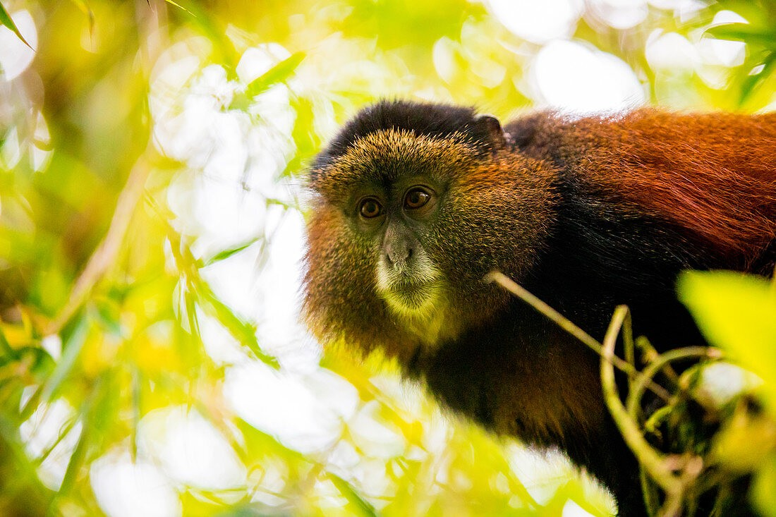 Golden-Monkey Habitat in Volcanoes National Park. golden monkeys Rwanda. Volcanoes National Park wildlife. Rwanda primate trekking. Golden monkeys trekking Rwanda. Rwanda national parks.