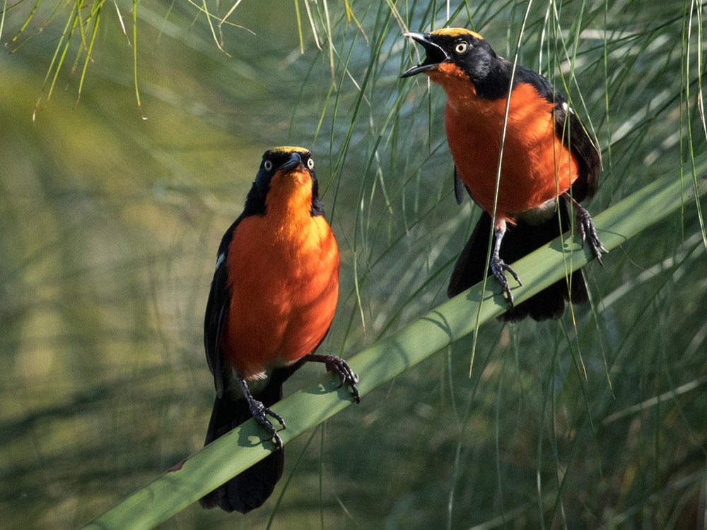 Bird Watching, birding in Rwanda, Rwanda bird species, bird watching tours Rwanda, best bird watching spots Rwanda