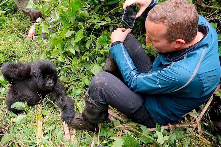 Gorilla Trekking, Mountain Gorilla Trekking Rwanda, Rwanda Gorilla Permits, Volcanoes National Park Gorillas, Rwanda Wildlife Tours