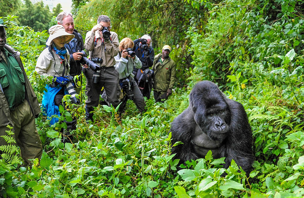 Gorilla Trekking, Mountain Gorilla Trekking Rwanda, Rwanda Gorilla Permits, Volcanoes National Park Gorillas, Rwanda Wildlife Tours